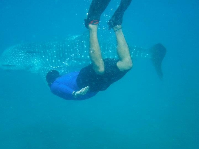 Snorkel con tiburon ballena